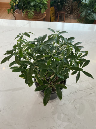 Arboricola Variegated- 6” plant