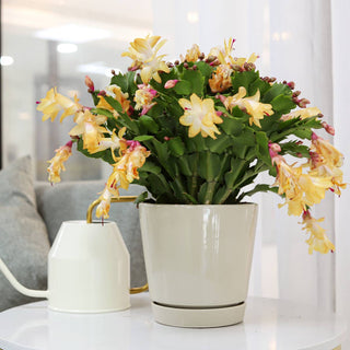 6 inch Oatmeal Pot with Drainage Hole - Pot for Houseplants