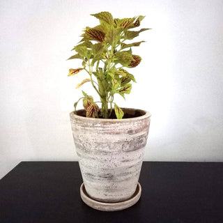 Concrete White-washed Terracotta Planter (Medium): With drainage plate