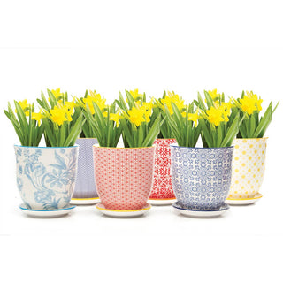Liberte 3, 3.25" Indoor Plant Pots: Red Birds / 3.25"