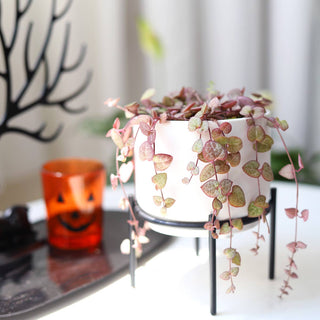 2.5" Jack-o'-lantern Halloween Pot - Halloween Decor Indoor