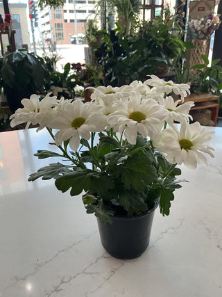 Daisy 4”