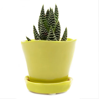 Tika Ceramic Pots and Planters