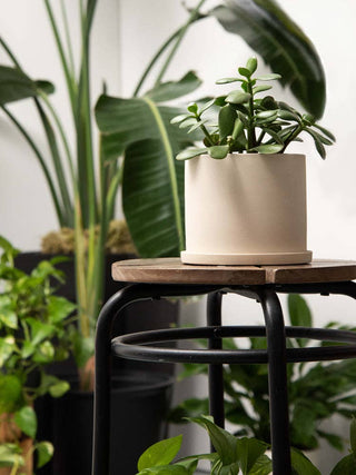 Small Beige Pot with Saucer