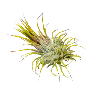 Live Ionantha Guatemala Air Plant 2.5" Wide or Tall