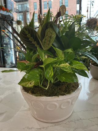 10" Ceramic Dish Garden
