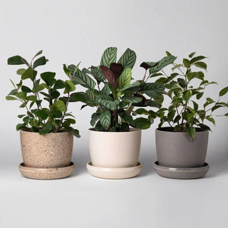 5" Upcycled Mini Planters