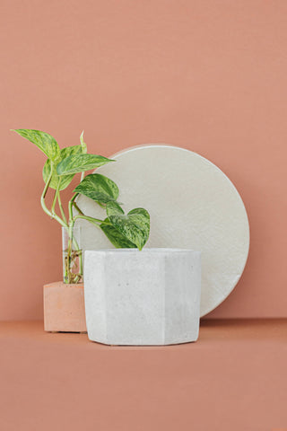 Hexagon Planter - 4": Raw Concrete with White Paint