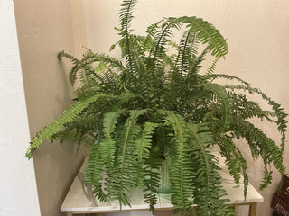 Boston Fern 6"