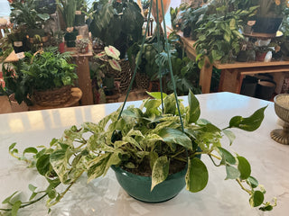 Pothos Marble Queen 9” hanging basket