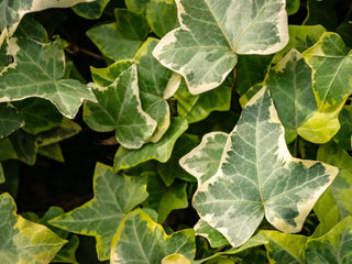 Variegated Ivy - 4” Plant
