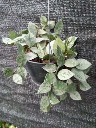 Hoya ‘Krohniana silver’ - 4” plant