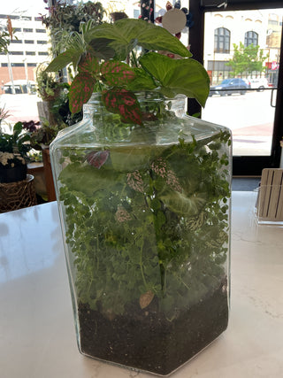 Terrarium 10” x 13”