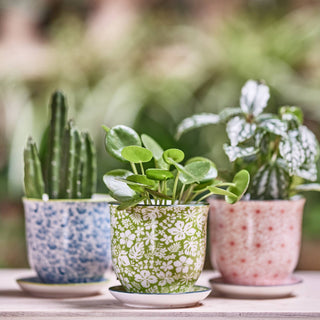 Liberte 3, 3.25" Indoor Plant Pots: Red Birds / 3.25"