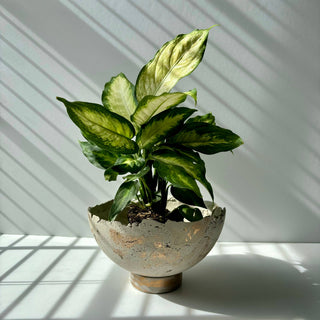 Half Moon Bowl Pot 7" | Decorative Bowl | Rough Concret Bowl: With hole