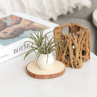 Rotund White Glazed Ceramic Mini Pot, Air Plant Holder