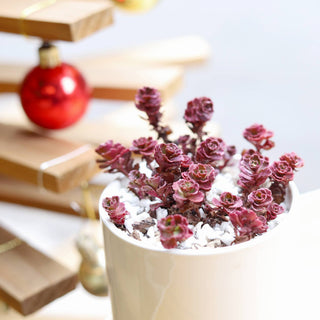Dragon's Blood Sedum - Halloween Plant Decor - 2/4 inch Pot: 2 inch