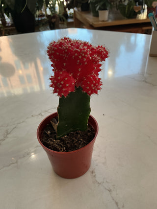 Grafted Cactus