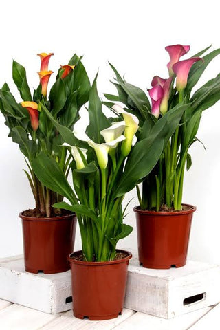 Calla Lily - 8” plant