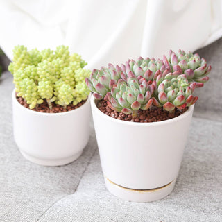 4 inch White Minimalist Pot with Saucer - Pot for Houseplant