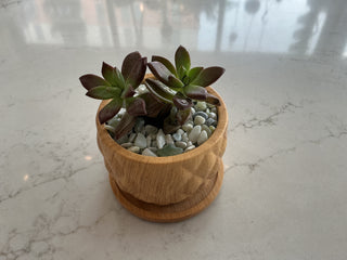 Succulent 3.5” Pot