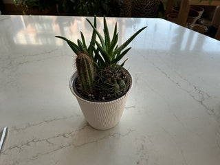 Cactus garden 5”