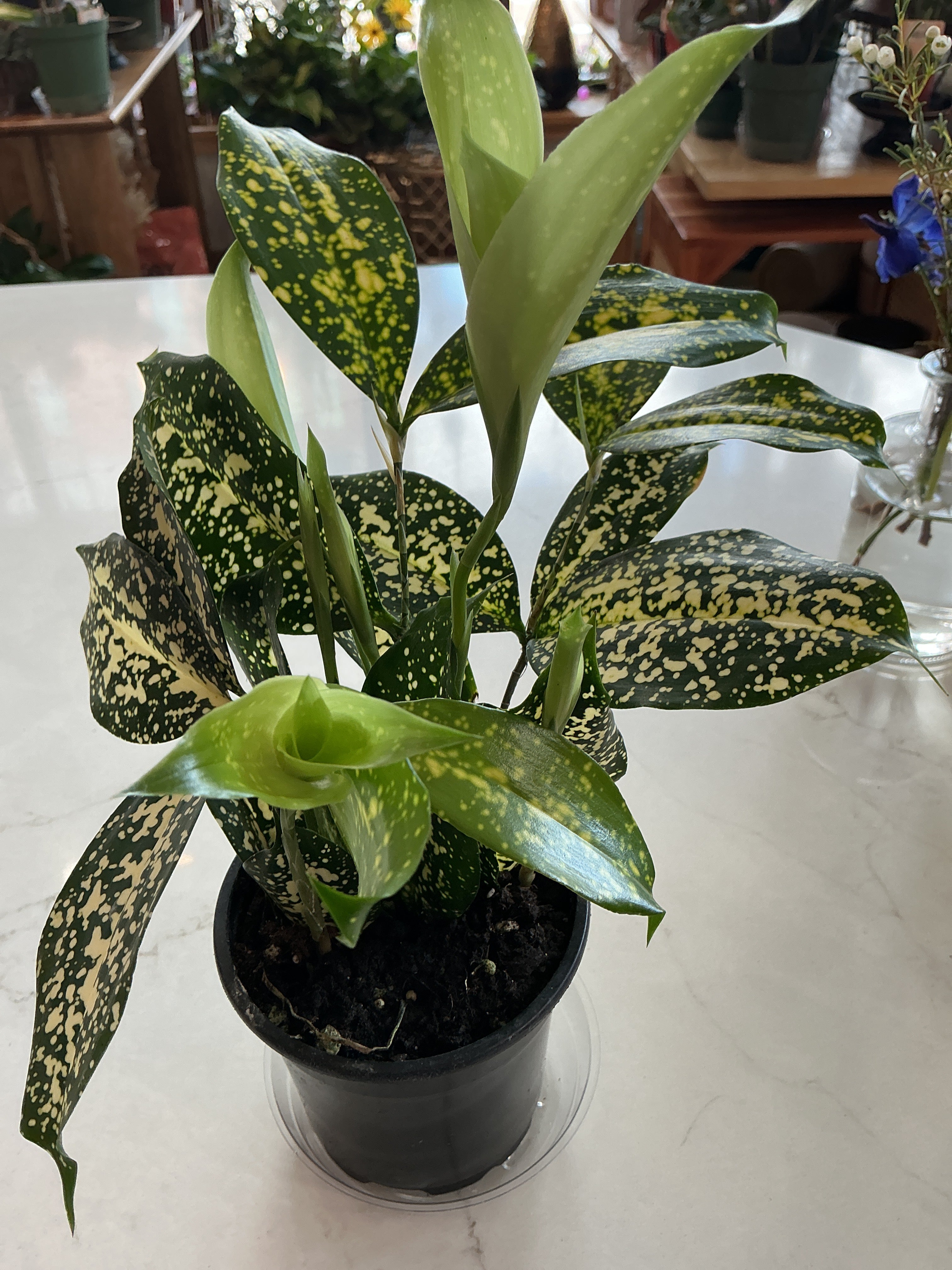 dracaena godseffiana Dracaena Godseffiana 4” – Violet Mae's Floral
