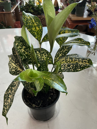 Dracaena Godseffiana 4”