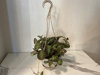 Episcia Flame Violet 6”