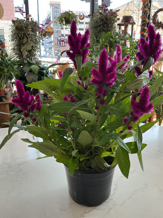 Celosia 6.5”