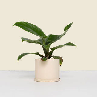 Small Beige Pot with Saucer