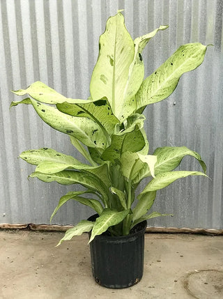 Dieffenbachia ‘Camouflage’ - 6” Plant