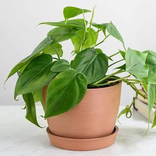 philodendron violet Philodendron