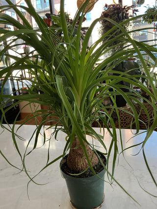 Ponytail Palm 4”
