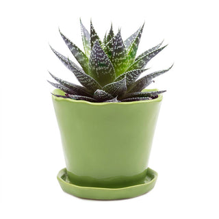 Tika Ceramic Pots and Planters