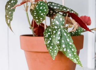 Begonia ‘Angel Wing’ - 6” plant