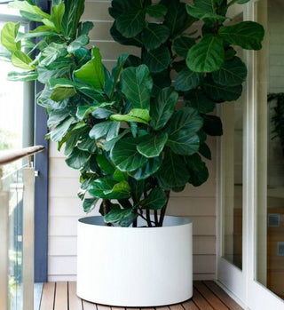 Ficus Lyrata - 6” plant