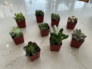 Succulent 2”