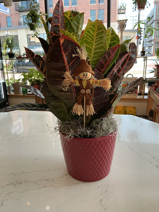 Fall Croton in ceramic with a seasonal pick.