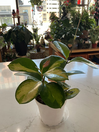 Hoya Australis 4”