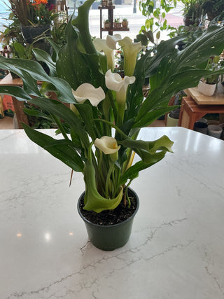Calla Lily - 6” plant