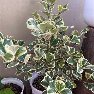 Ficus Triangularis - 6” plant