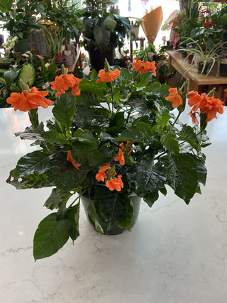 Firecracker Plant 6”