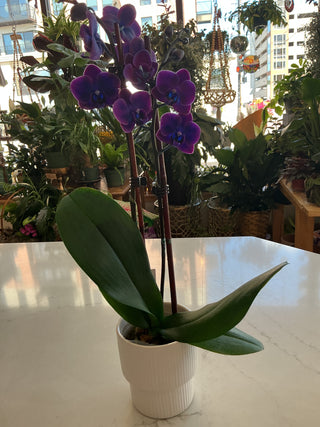 Purple Orchid