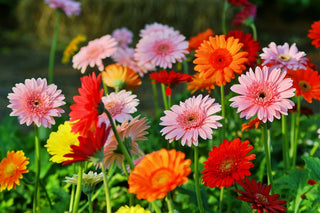 Gerbera daisy bowl - 12” plant