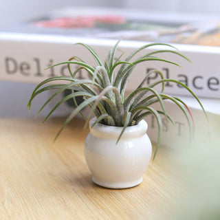 Rotund White Glazed Ceramic Mini Pot, Air Plant Holder