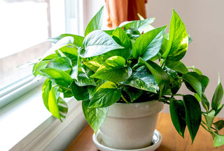 Pothos ‘Scindapsus’ - 6” plant
