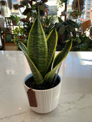 Snake Plant 5” Potted