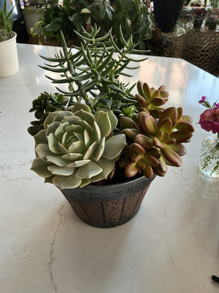 Succulent garden 8”