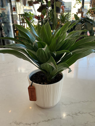 Dracaena 5” Potted